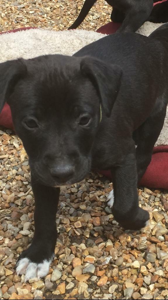 tiki cat tuna with pumpkin